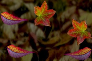 webkit落叶效果代码