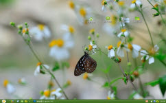 蝴蝶与花电脑主题 xp版