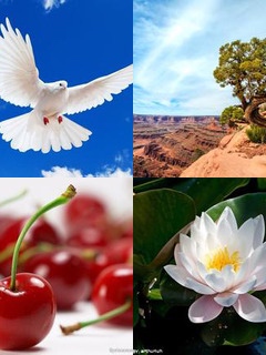 PHP利用imagick生成组合缩略图