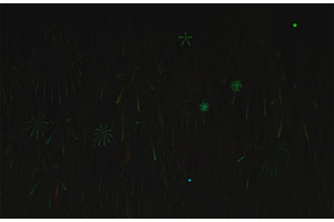 HTML5 Canvas点击页面烟花绽放特效