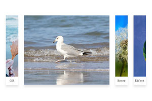 CSS3横向切换图片手风琴特效