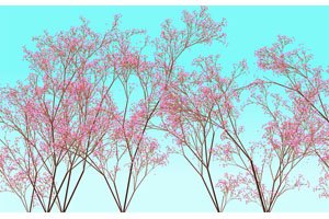 HTML5 Canvas樱花树木特效